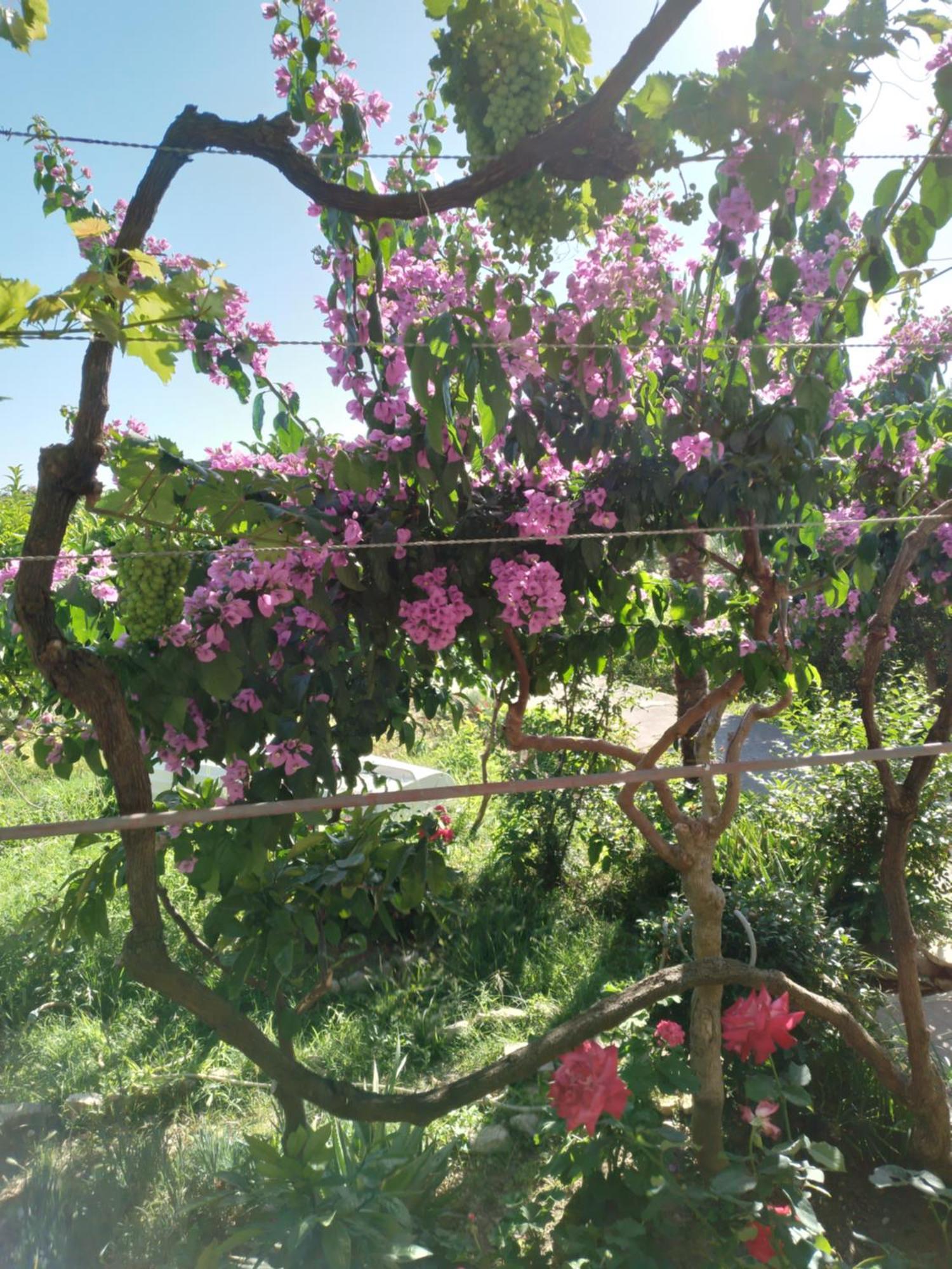 Villa Ribaric Banjol Esterno foto